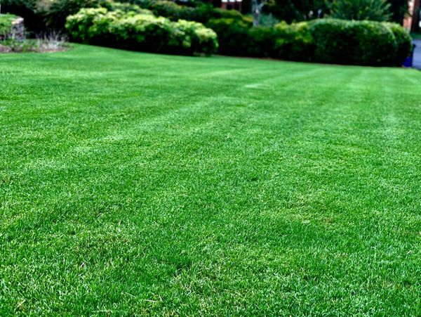 Beautiful green lawn