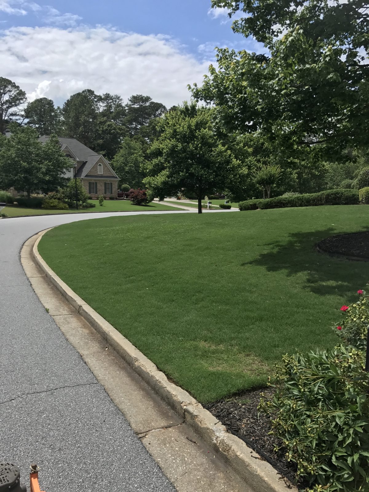 Lush curbside lawn — Good Hope area