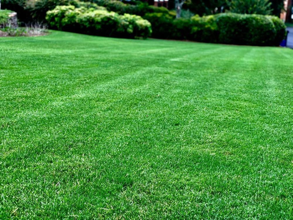 Beautifully maintained lawn — Briarwood Turf Care